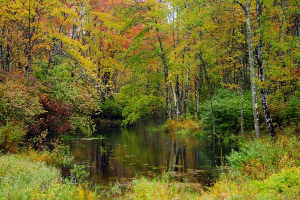 Fall Color #3