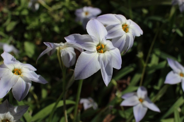 Spring