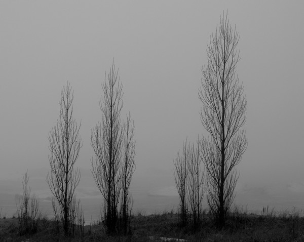 Tree Line