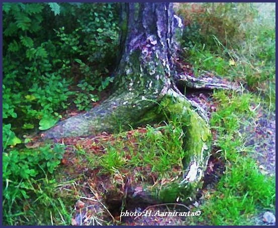 The ROOTS..