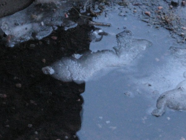 REFLECTION.. IN SPRING