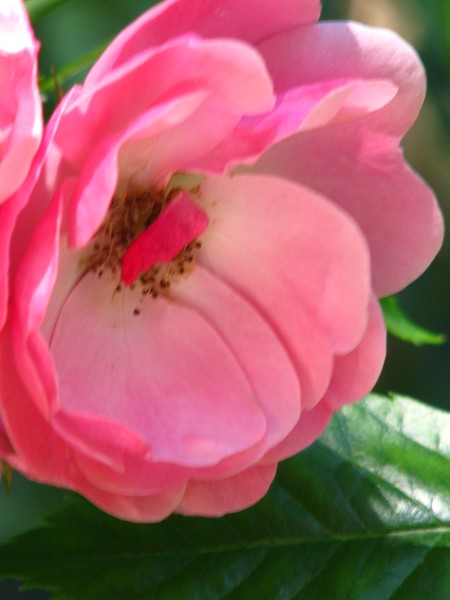 pink roses