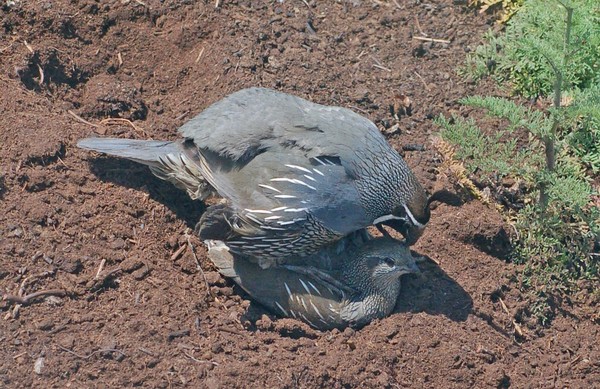 Hi-Qual' Qualifornia Quails