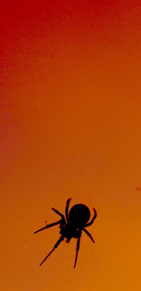 Spider K red