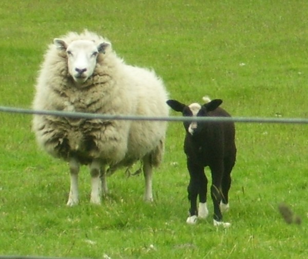 Maaaaaa and baby
