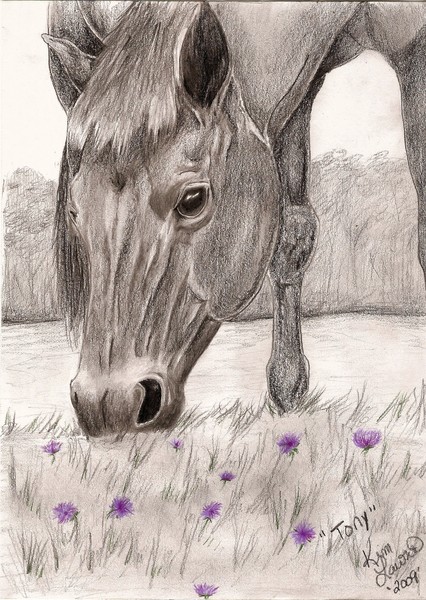 Tony the Pony