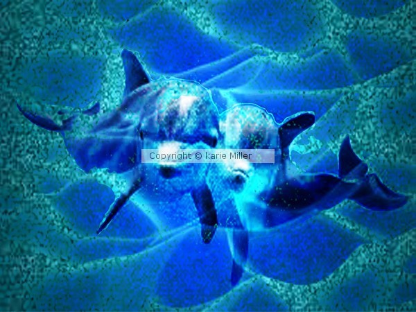 dolphens 1