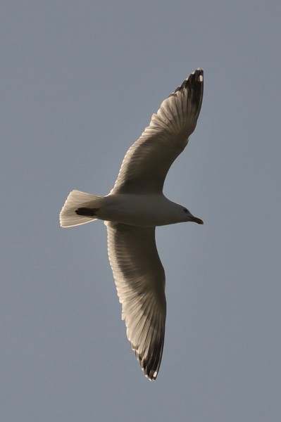 Seagull