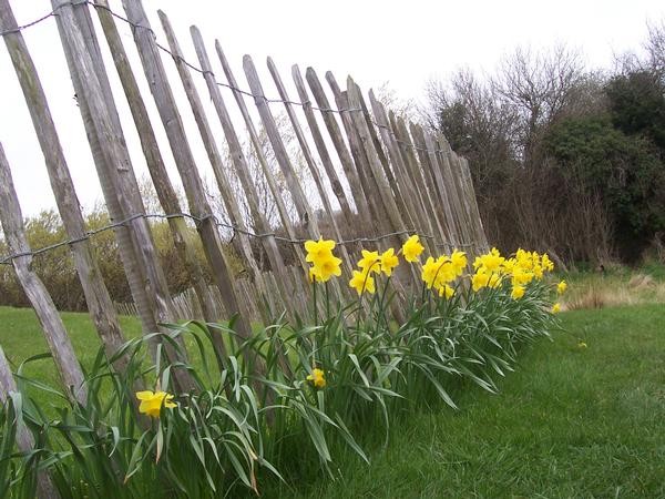 Irish Tulips