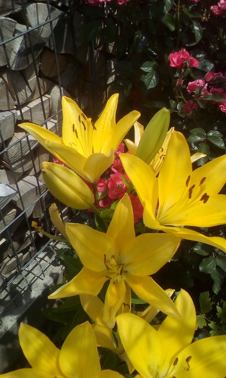 Golden lilies