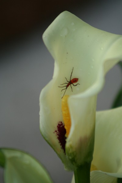 Calla Lilly