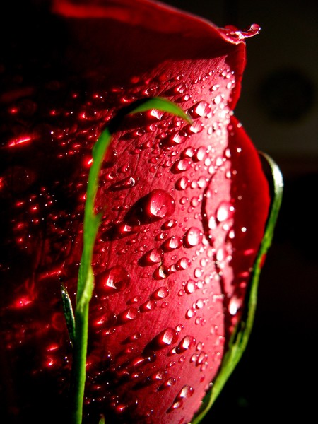 Red Rose