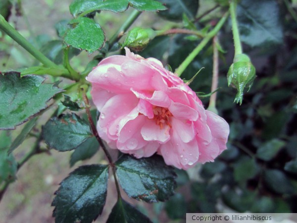 Pink Rose 612
