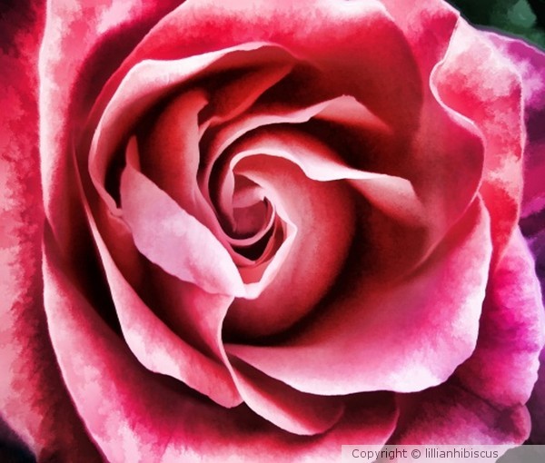 A Rose