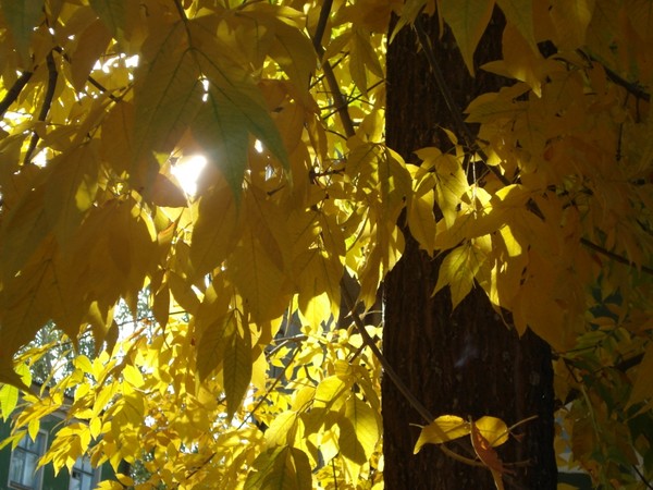 automn leaves