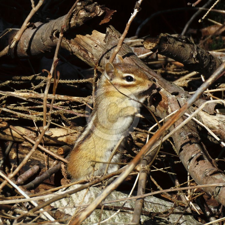 Chipmunk