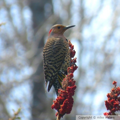 Woodpecker