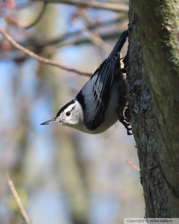 nuthatch