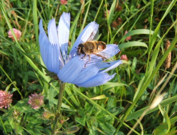 Flower fly