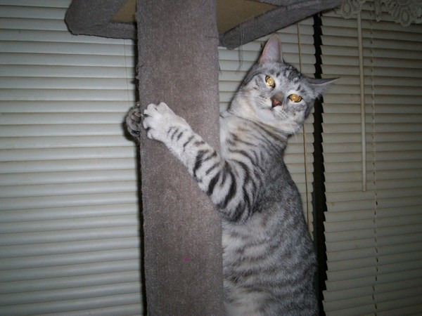 Oliver Playing