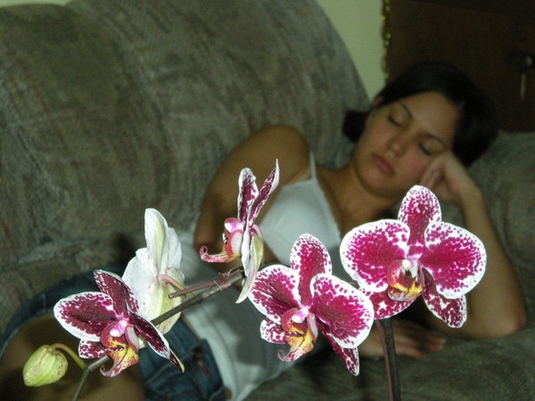 flowers