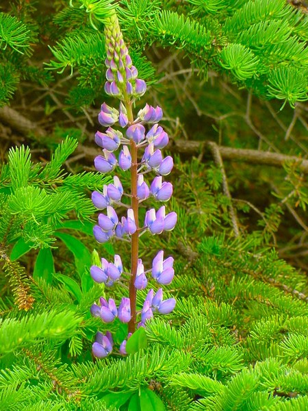 Purple Lupines