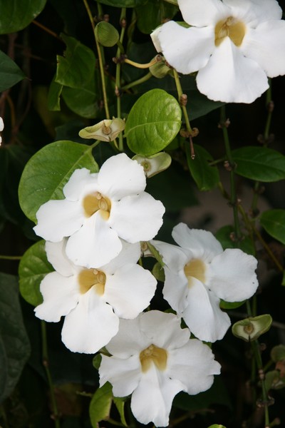 Tropical Floral Series #0010