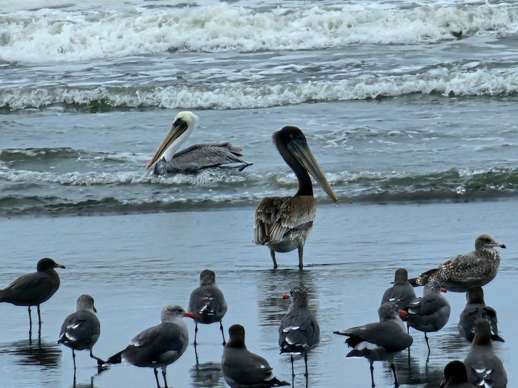 Peruvian pelican  Brown Pelican