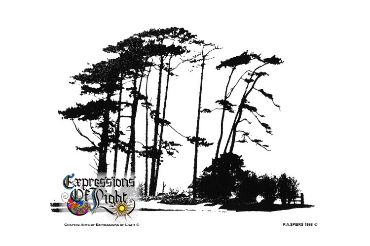 ExpoLight-Graphic-Arts-Scots-Pine-Trees-1986-0001 (Pen-&-Ink-Photo-Mono-SP)