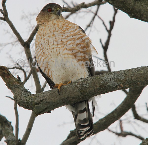 Cooper's Hawk