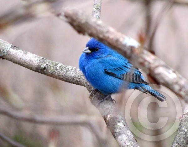 Indigo bunting - perched
