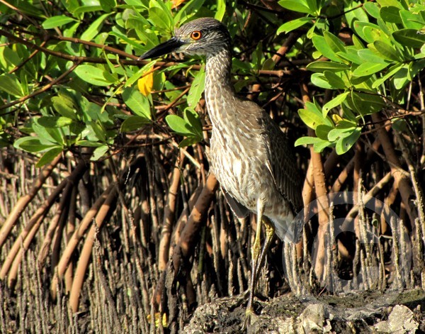 Immature Yellow-crowned Night Heron