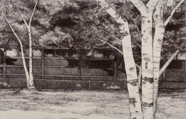 Birch Trees