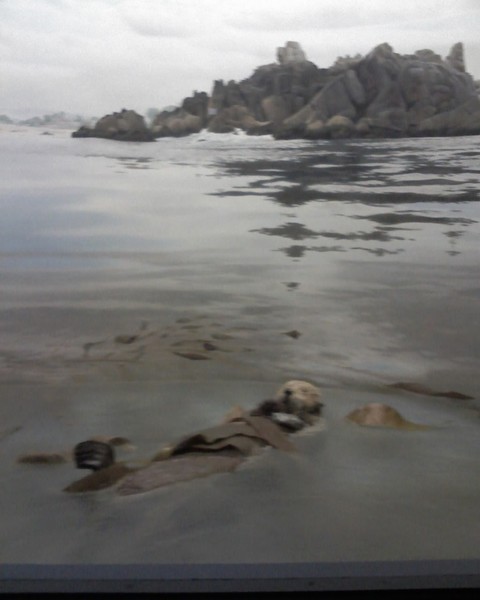 Beaver On The Beach