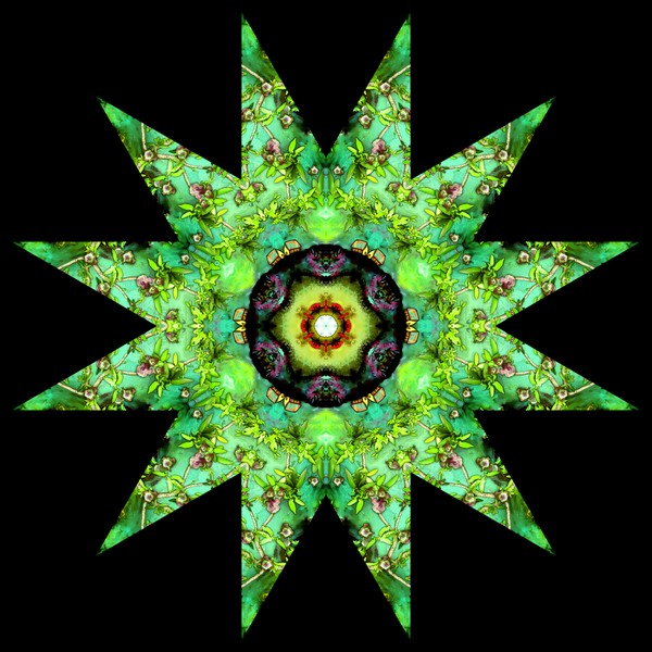 NATURE STAR