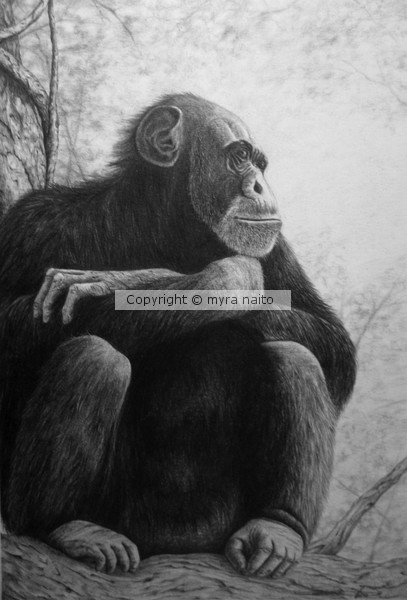 Chimpanzee