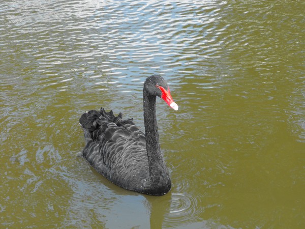 swan