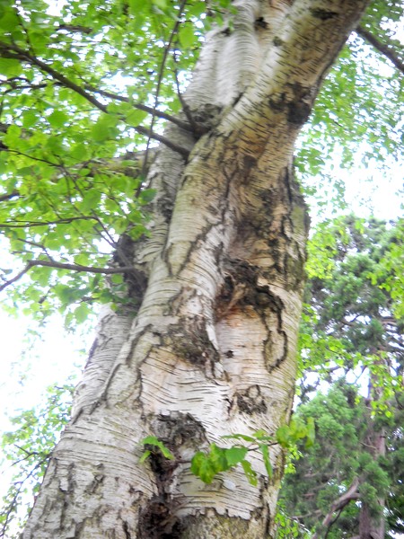 Trunk Art