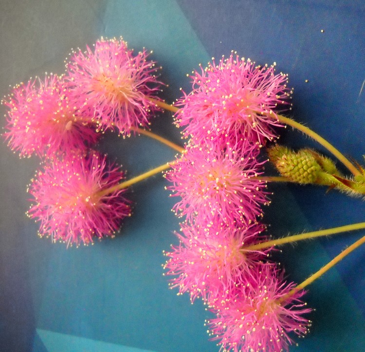 Wild Pink Flowers