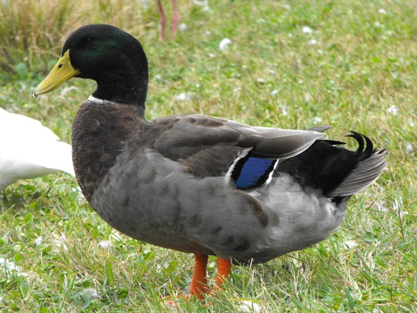 Mallard
