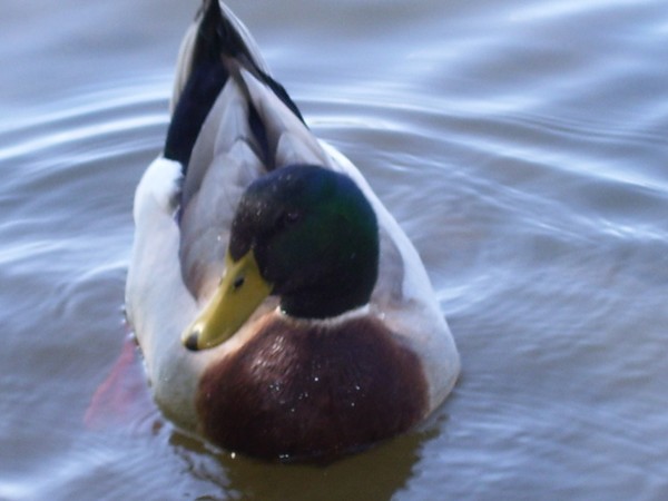 Duckie