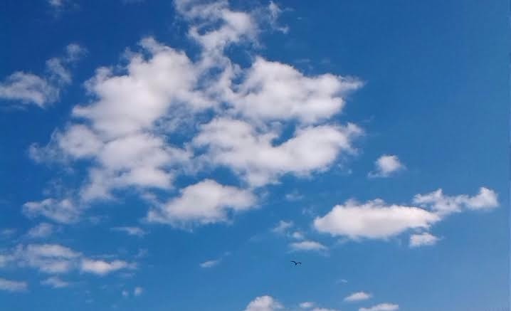 See The Bird?