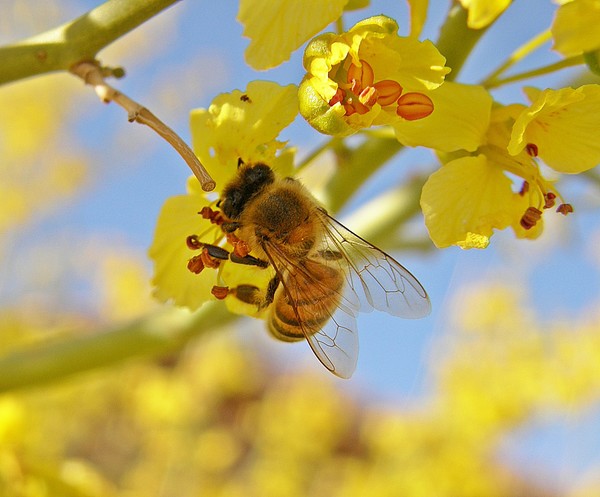 The Bee
