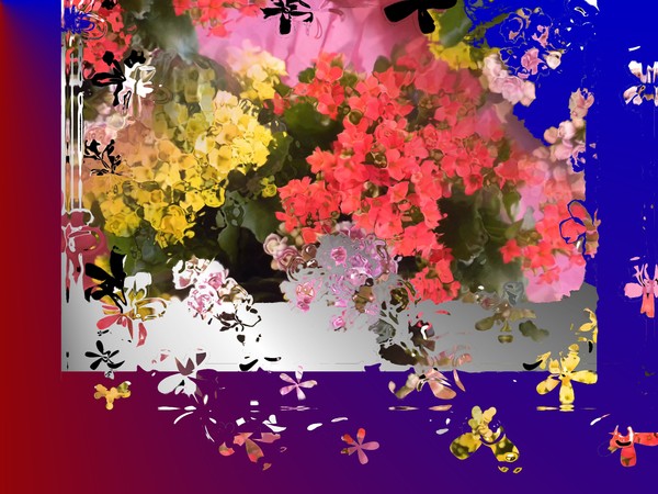 flowers on the window