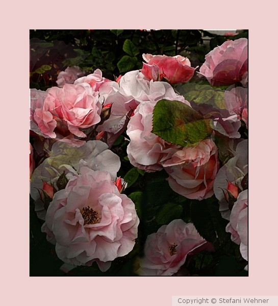 rose greetings for Anneke