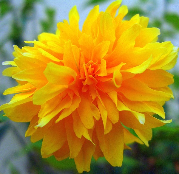 feathery