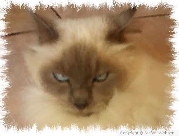 tom cat RANGOON