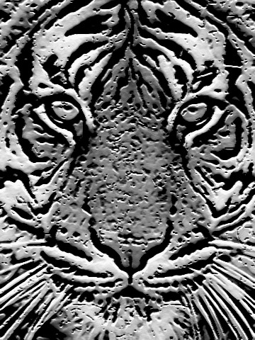 tiger