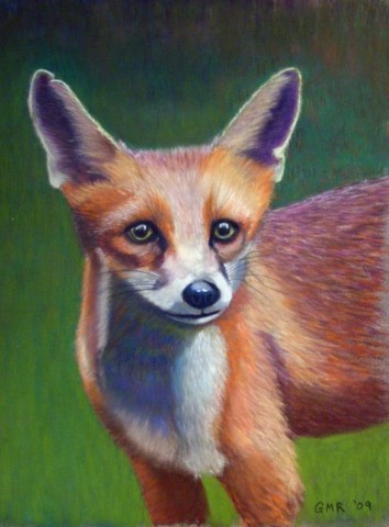Wet fox cub