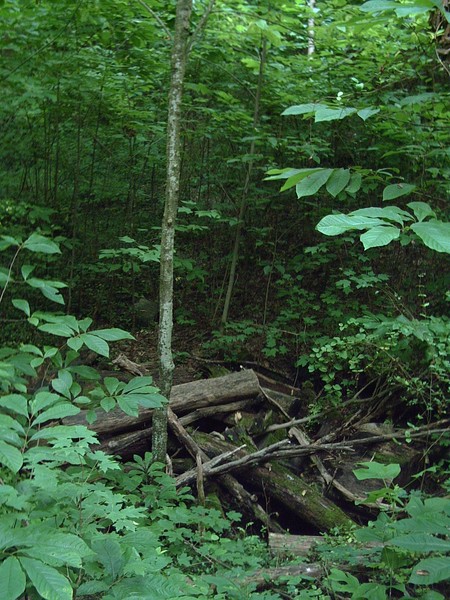 valley trail forest